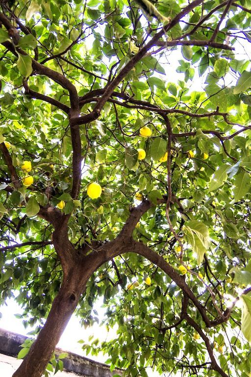 로마 Il Limone A San Pietro 빌라 객실 사진